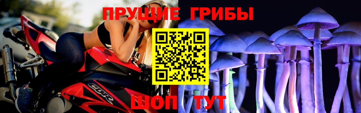 Галлюциногенные грибы GOLDEN TEACHER  Вход с VPN  купить наркоту  Королёв 